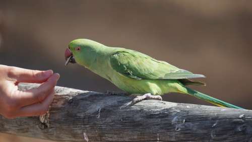 Parrot Green Wild Bird Plumage Animal World Hand