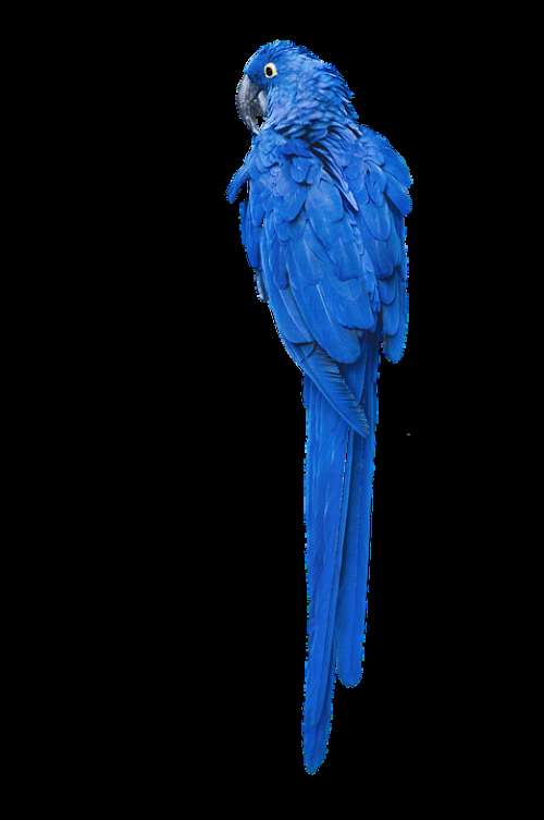 Parrot Bird Macaw Bird Blue From The Rear Animal