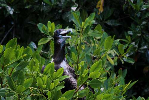 Pelican Bird Of Sea Seagull Ave Sea Nature Peak