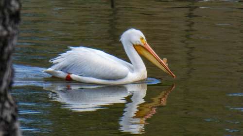 Pelican Water Fowl Bird Wildlife Nature Bill
