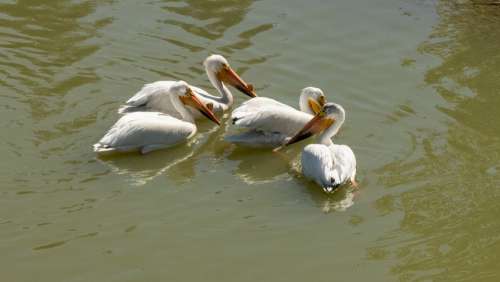 Pelicans Bird Waterfowl White Nature Wildlife