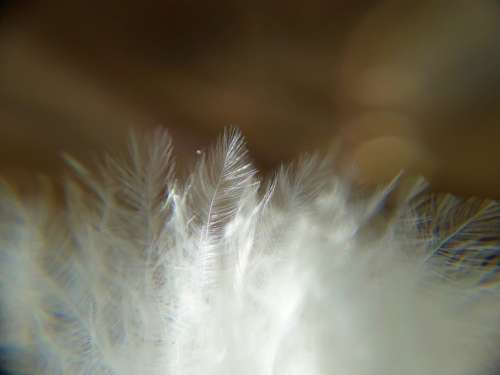 Pen Feathers Background Plumage Nature Fluffy