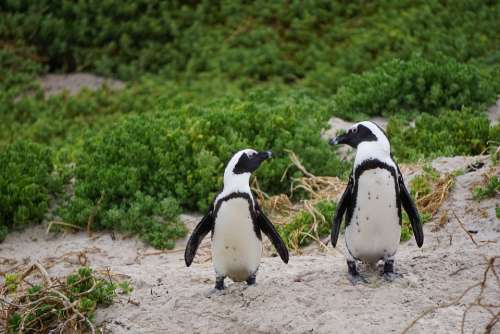 Penguins Bird Boulders Beach South Africa