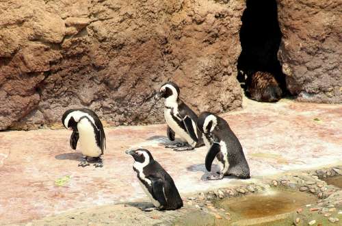 Penguins Birds Animals Floating Nature Figure