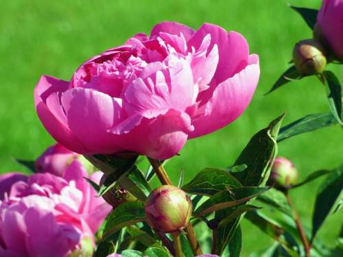 Peonies Flowers Pink Spring Nature Petals Plants