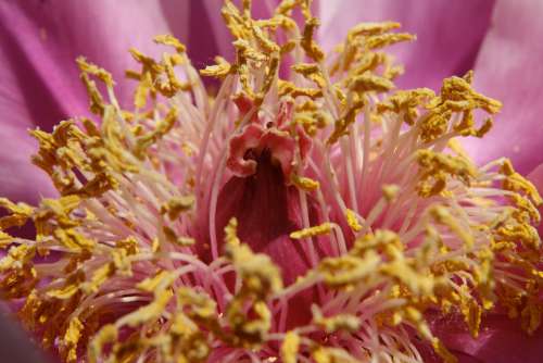 Peony Stamens Blossom Bloom Close Up Yellow