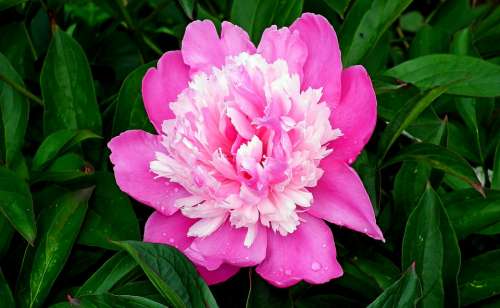 Peony Flower Spring Pink Garden Macro Decorative