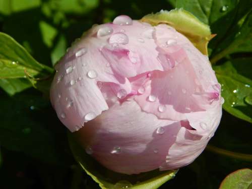 Peony Bud Blossom Bloom Pink