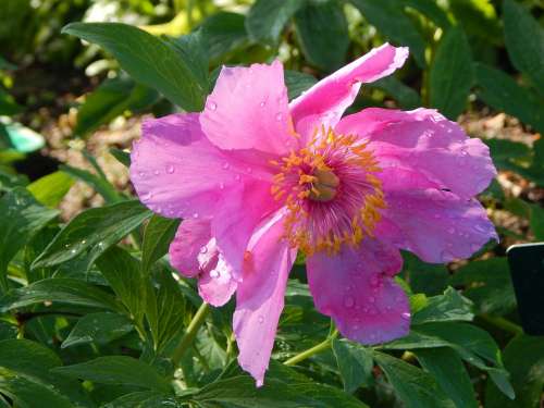 Peony Pink Blossom Bloom