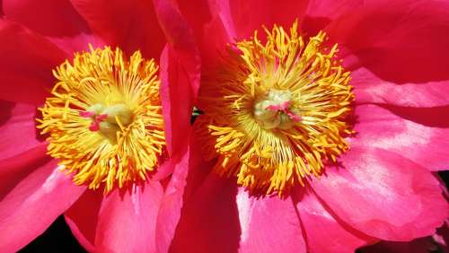 Peony Pink Blossom Flower Spring