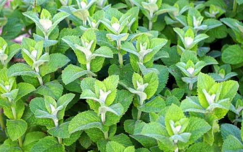 Peppermint Herbs Mint Tee Healthy Medicinal Herbs