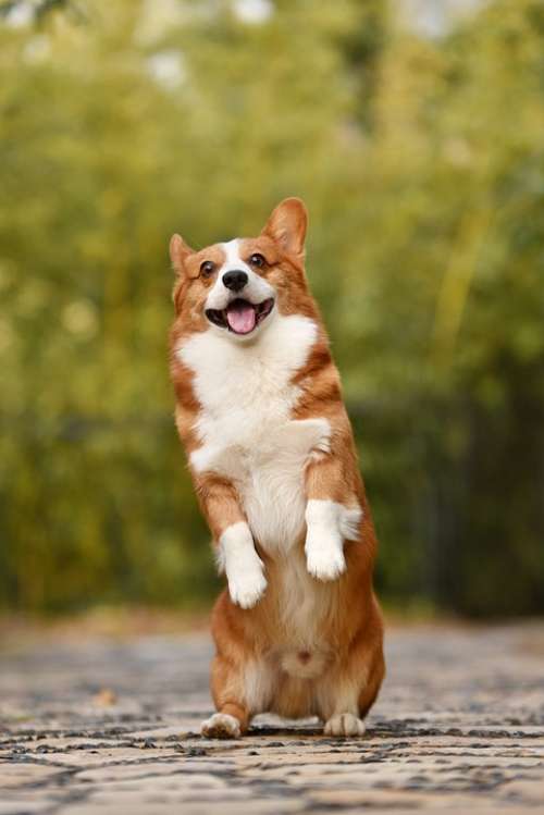 Pet Corgi Puppy Funny Fun Standing Dog
