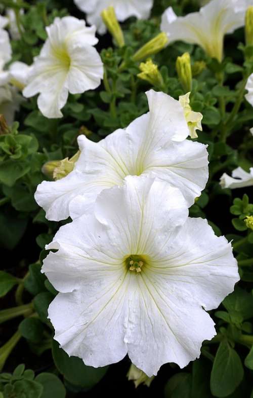 Petunia White Blossom Bloom Flower Garden Petunia