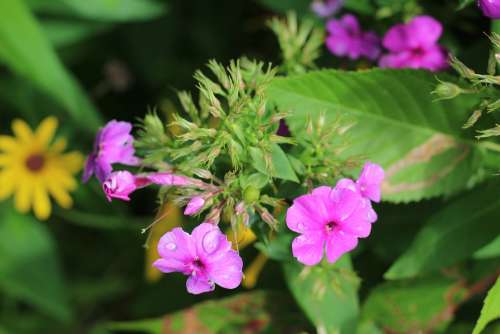 Phlox Pink Purple Flower Floral Botanical Macro