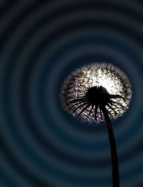 Photoart Art Balls Fantasy Form Dandelion Nature