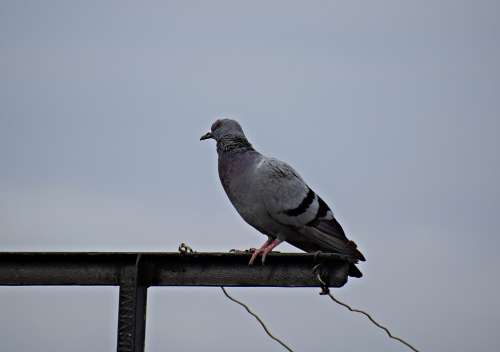 Pigeon Bird Nature Dove Animal Wings Feathers