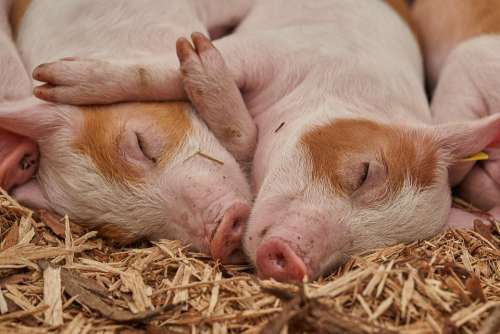 Piglet Sleep Pig Farm Relaxed Animal Boar