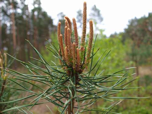 Pine Shoots Spring