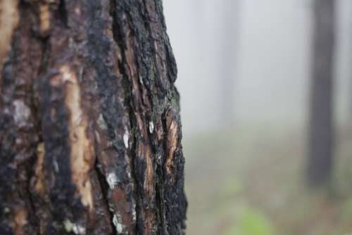 Pine Tree Bark Tree Bark Nature Wood Forest