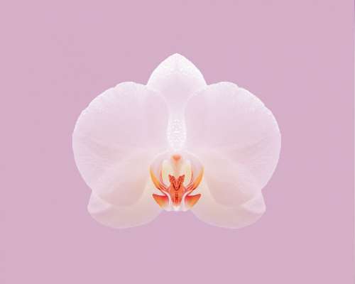 Pink Orchid Nature Flower White