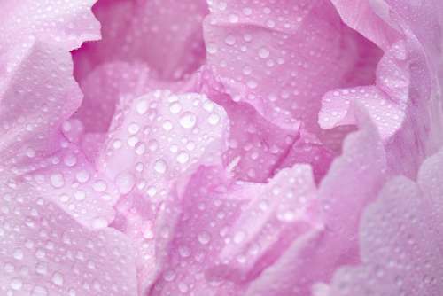 Pink Peony Macro Blossom Bloom Droplets Petal