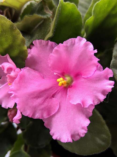 Pink Flowers Bloom Petals African Violet