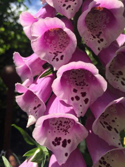 Pink Flowers Spring Time Nature Garden Sunlight