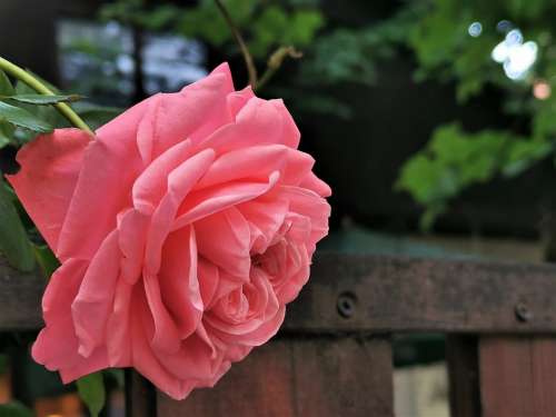 Pink Rose Flower Fence Bloom Romantic Nature