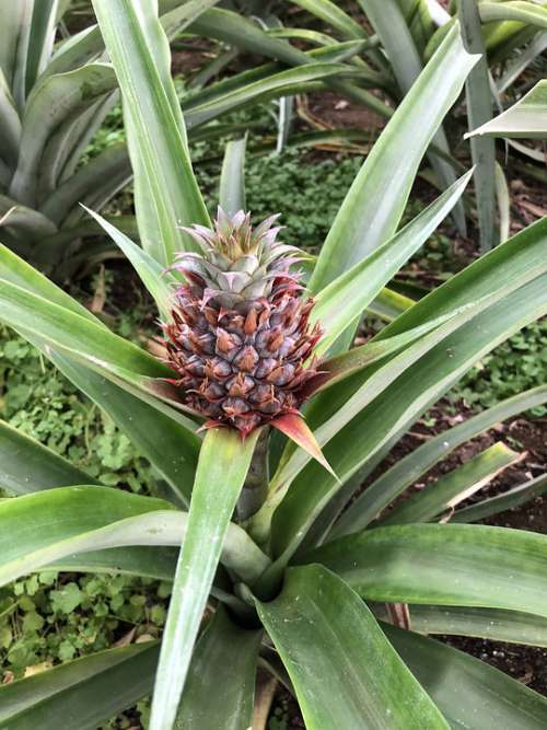 Plant Pineapple Nature