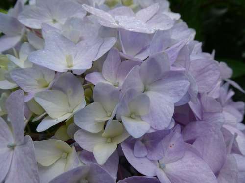 Plant Flowers In Full Bloom Purple Flower Garden