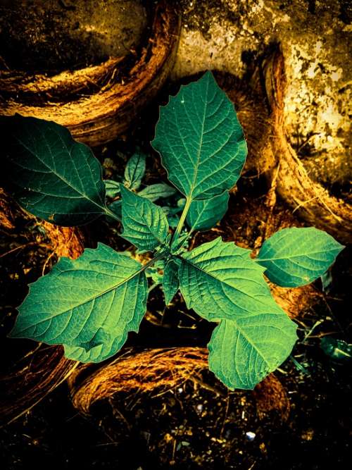 Plant Green Flower Leaf Beauty Stalk Root
