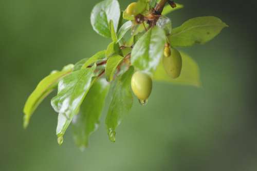 Plant Rain Nature Leaf Green Wet Drops