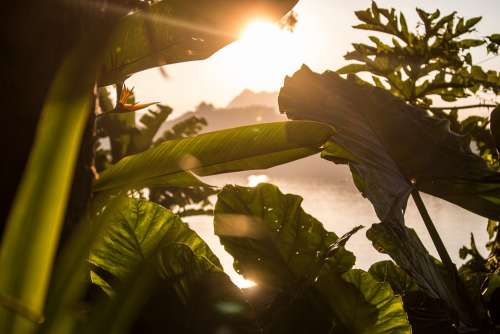 Plant Jungle Leaves Tropical Sunset Evening Laos