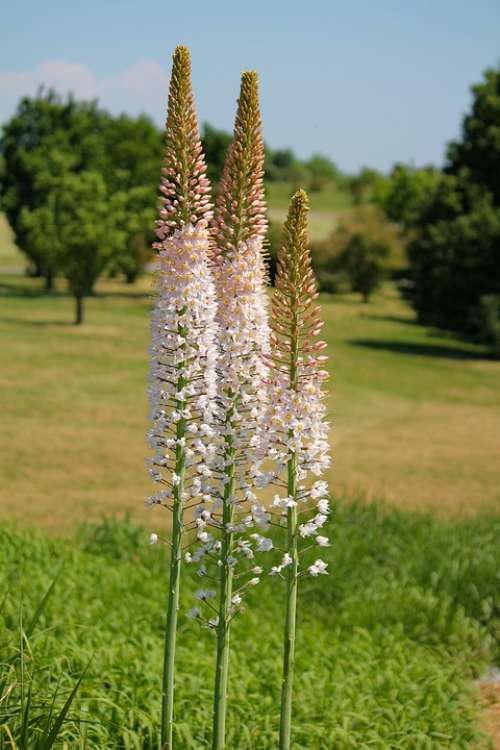 Plant Flower Liliochvostec Massive Asian