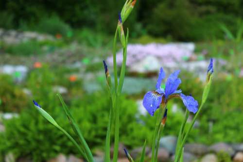 Plant Blue Flower Iris Garden Macro Nature