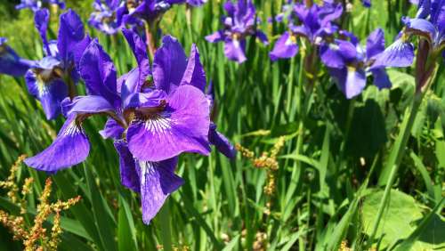 Plant Purple Flowers Natural Flowers Iris