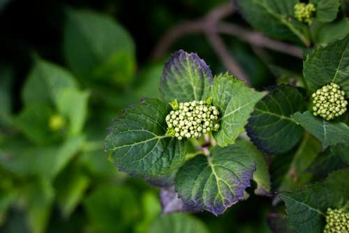 Plant Eos 6D Canon Spring Nature Close Up Garden