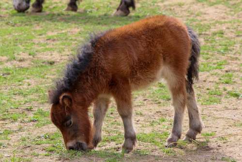 Pony Horses Foal Tame