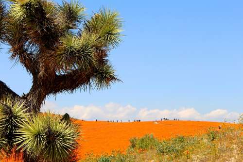 Poppies Superbloom Desert Nature Flowers Landscape