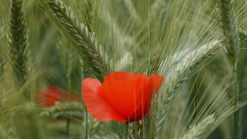 Poppy Wheat Field Cereals Spring