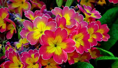 Primula Flowers Colorful Spring Garden Nature