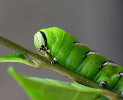 Privet-Hawk-Moth Caterpillar Green Horn Tail