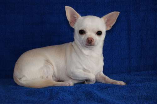 Puppy Doggy Mini White Pet Chihuahua