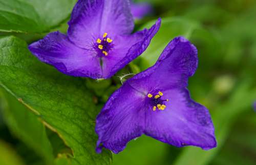 Purple Botany Colorful Violet