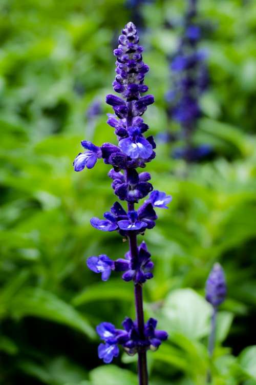 Purple Lavender Nature Flowers Violet Plant