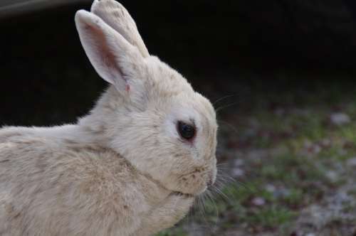 Rabbit Hare Natural Wild Animals Wild Rabbit