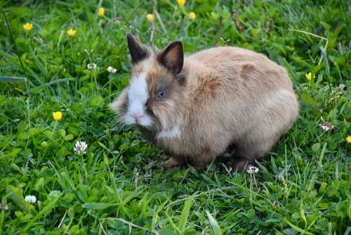 Rabbit Rabbit Blue Eyes Cute Mammal Herbivore