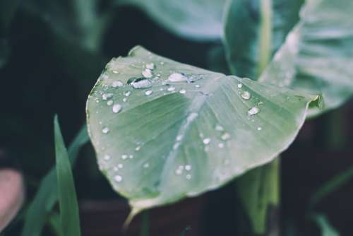 Rain Drop Of Water Raindrop Leaf Nature Drip