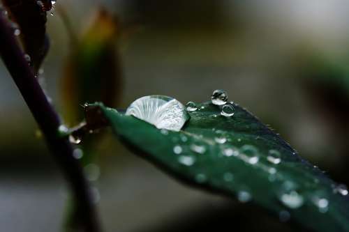 Rain Drop Of Water Water Drip Wet Nature Macro