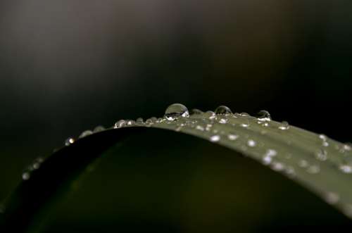 Rain Drop Foliage Mood Water Wet Drops Nature